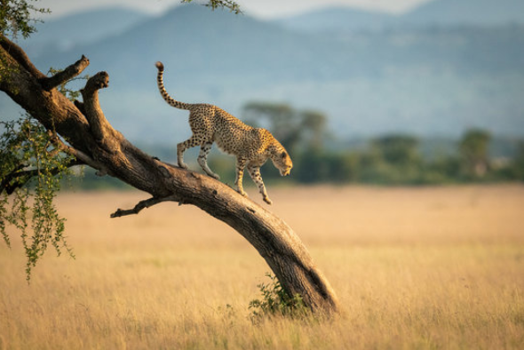 Serengeti Safari: The Complete Guide